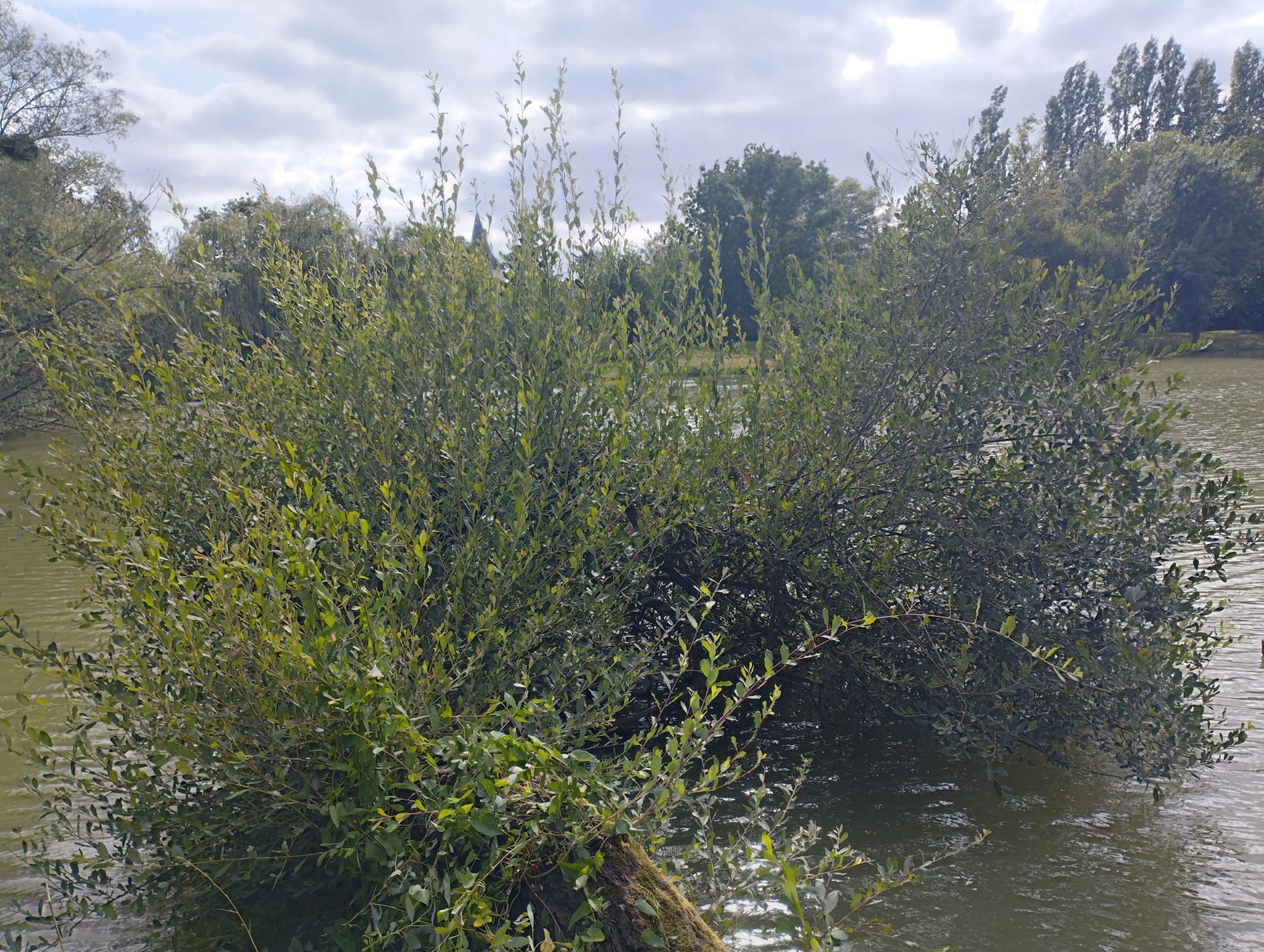 Les Amis Pêcheurs De Luzé