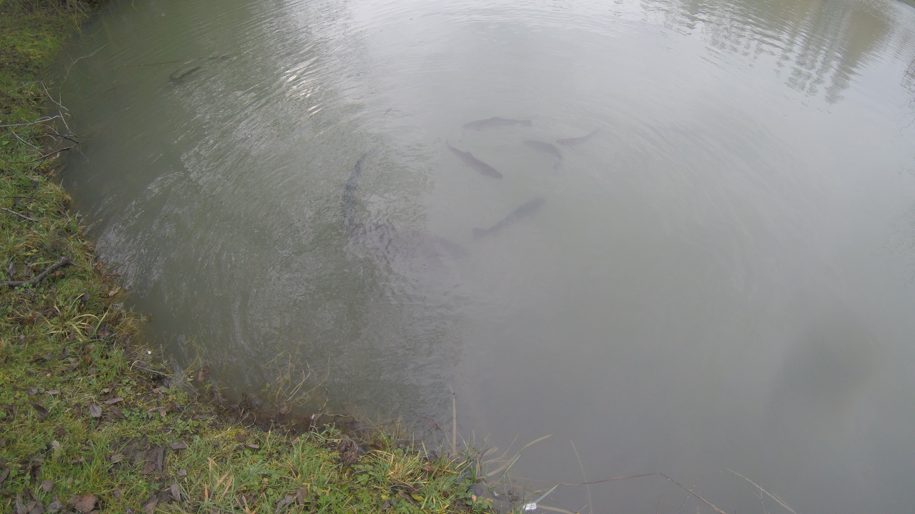 Les Amis Pêcheurs De Luzé